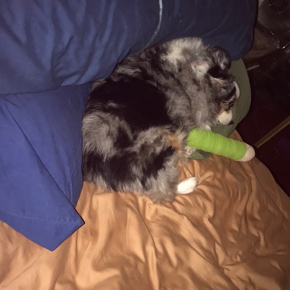 Prayers for my sweet baby girl Sugar! ❤️🐶❤️ - Picture 6 of 7